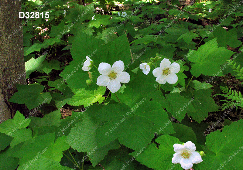 Thimbleberry (Rubus parviflorus)